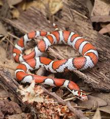 Attēlu rezultāti vaicājumam “Lamprospora tortulae-ruralis”