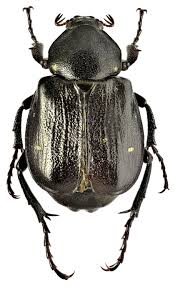 Attēlu rezultāti vaicājumam “Gnorimus variabilis”