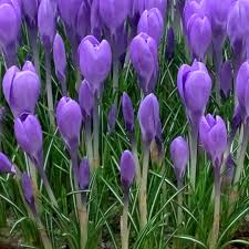 Attēlu rezultāti vaicājumam “Crocus tommasinianus”