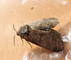 Attēlu rezultāti vaicājumam “Lamellocossus terebra”