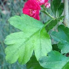 Attēlu rezultāti vaicājumam “Crataegus laevigata leaf”