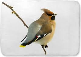 Attēlu rezultāti vaicājumam “Bombycilla garrulus”