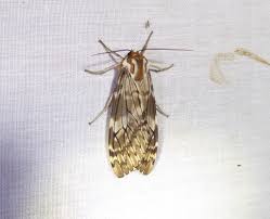 Attēlu rezultāti vaicājumam “Badhamiopsis praetermissa”