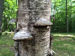 Attēlu rezultāti vaicājumam “Fomes fomentarius”