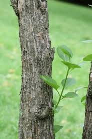 Attēlu rezultāti vaicājumam “Syringa vulgaris fruit”