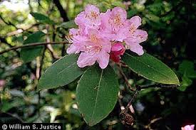 Attēlu rezultāti vaicājumam “Microrrhinum minus leaf”