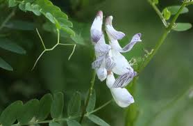 Attēlu rezultāti vaicājumam “Vicia sylvatica”