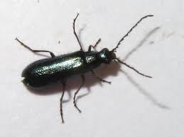 Attēlu rezultāti vaicājumam “Dasytidae”