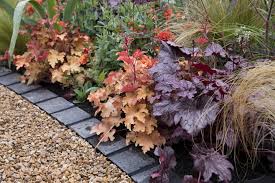 Image result for Heuchera Metallica