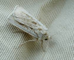 Attēlu rezultāti vaicājumam “Agrotis ripae”