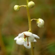 Attēlu rezultāti vaicājumam “Pyrola rotundifolia flower”