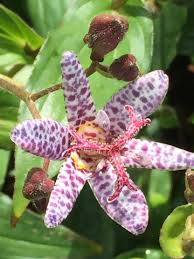 Image result for Tricyrtis `Black Beauty`