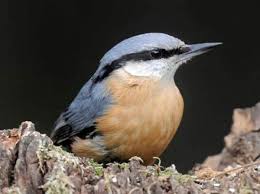 Image result for Sitta europaea