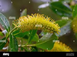 Attēlu rezultāti vaicājumam “Salix pentandra flower”