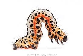 Attēlu rezultāti vaicājumam “Abraxas grossulariata”