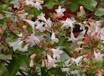 File:Abelia grandiflora A.jpg - Wikimedia Commons