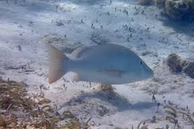 Image result for Lutjanus jocu