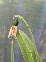Attēlu rezultāti vaicājumam “Galanthus nivalis fruit”