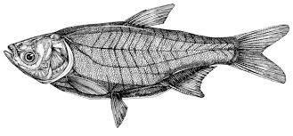 Image result for Hypophthalmichthys molitrix