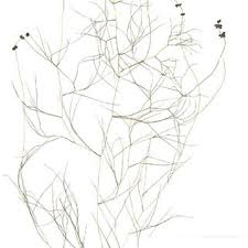 Attēlu rezultāti vaicājumam “Stuckenia filiformis bud”