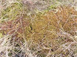 Attēlu rezultāti vaicājumam “Sphagnum austinii”