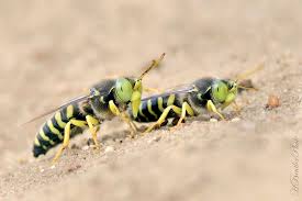 Attēlu rezultāti vaicājumam “Bembix rostrata”