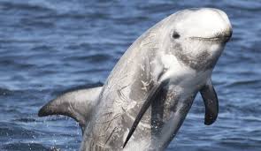 Image result for Grampus griseus