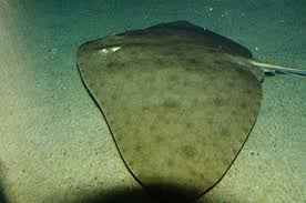 Image result for Gymnura altavela