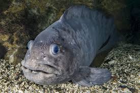 Image result for Anarhichas denticulatus