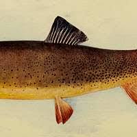 Image result for Oncorhynchus clarkii