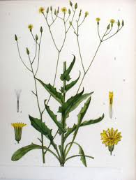 Attēlu rezultāti vaicājumam “Crepis paludosa flower”