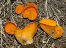 Attēlu rezultāti vaicājumam “Caloscypha fulgens”