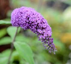 Image result for Buddleja davidii