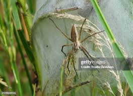 Attēlu rezultāti vaicājumam “Pisaura mirabilis cocoon”