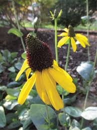 Image result for Rudbeckia
