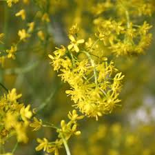 Image result for Isatis tinctoria