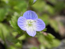 Attēlu rezultāti vaicājumam “Veronica persica flower”
