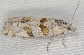 Attēlu rezultāti vaicājumam “Tortricidae”