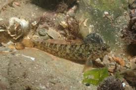 Image result for Chelon saliens