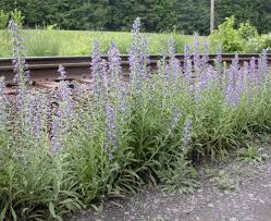 Attēlu rezultāti vaicājumam “Echium vulgare flower”