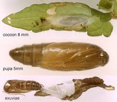 Attēlu rezultāti vaicājumam “Scardia boletella pupa”
