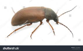 Attēlu rezultāti vaicājumam “Isomira murina”