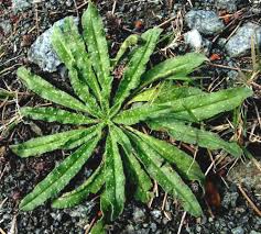 Attēlu rezultāti vaicājumam “Echium vulgare”