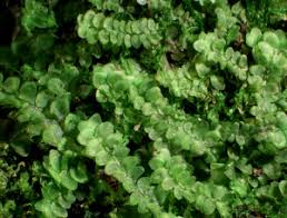 Attēlu rezultāti vaicājumam “Calypogeia integristipula”