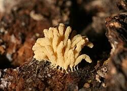 Attēlu rezultāti vaicājumam “Arcyria helvetica”