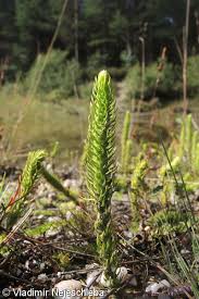 Attēlu rezultāti vaicājumam “Lycopodiella inundata”