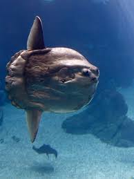 Image result for Mola mola