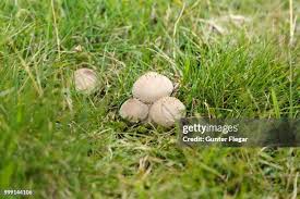 Attēlu rezultāti vaicājumam “Boletales”