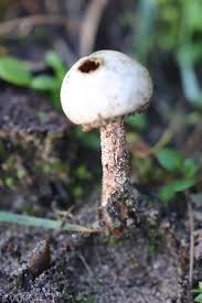 Attēlu rezultāti vaicājumam “Tulostoma fimbriatum”