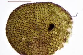 Attēlu rezultāti vaicājumam “Odontoschisma sphagni”